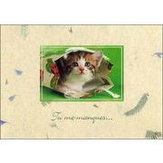 ポストカード カラー写真「紙袋に入った子猫」郵便はがき