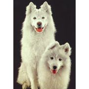 ポストカード カラー写真 「2匹の白い犬」 郵便はがき メッセージカード