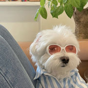 新作  ペット用品   超可愛い 猫犬用メガネ ファッション 小物  ペット用サングラス    ネコ雑貨