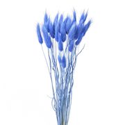 ラグラス　ブルーベリー