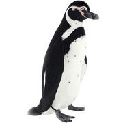 【送料別途】【ＨＡＮＳＡ製品】フンボルトペンギン　６６　ＨＵＭＢＯＬＤＴ　Ｐ