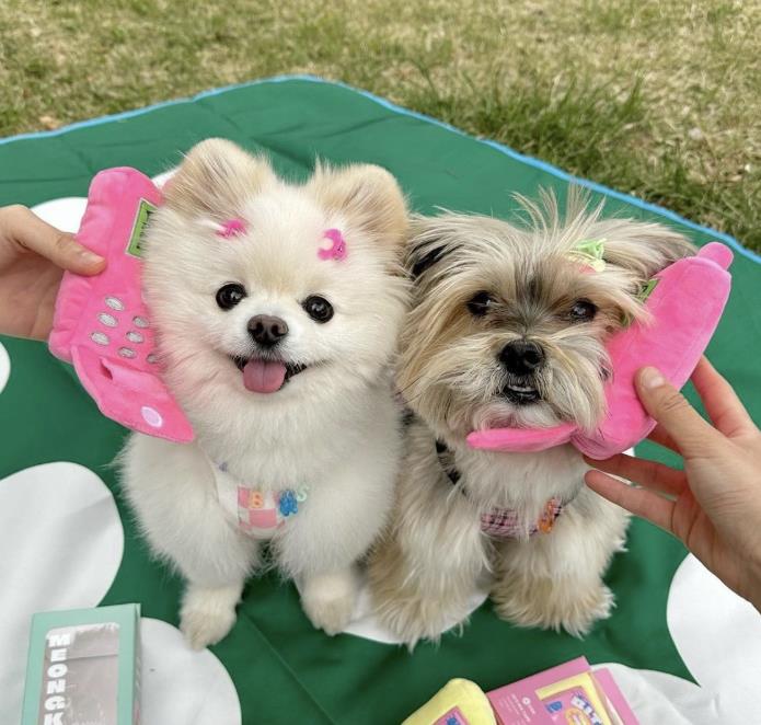 春秋新作   知育玩具  犬 集中力向上  ペット用品 超可愛い  嗅覚訓練 おもちゃ ネコ雑貨