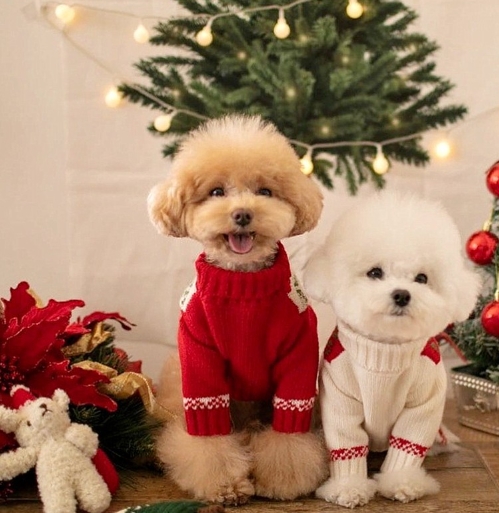 秋冬新作 人気 犬服 ペット服ニットセーター クリスマス 小型犬服 犬猫