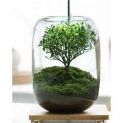 当店在庫あり 小さい新鮮な 卓上置物 生命の木 微景観緑植 微景観花瓶 DIY 緑植エコボトル コケ