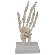 超格安での販売が実現 医用教学器材 実験展示 手骨関節モデル 新作 人体骨格モデル 教学展示 医療教学