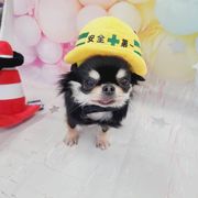 安全第一ヘルメット 犬 ヘルメット帽子 メット ペット コスプレ 赤ちゃん 可愛い 犬のおもちゃ 工事現場