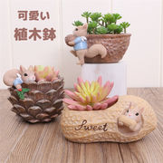 植木鉢ミニ多肉苔リウム可愛い