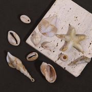 diyパーツ アクセサリーパーツ 貼り付けパーツ DIY部品 デコパーツ ハンドメイド 手作りパーツ 貝