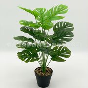 全長70cm グリーンエッジのモンステラ（葉18枚・黒鉢付き）