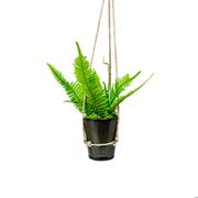 日本製 made in japan プリザーブド観葉植物ミニシダ（小） HP-003