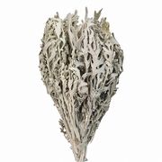 【2026AW新作】風の花 ドライフラワー ダスティーミラー  25ｇ DN000200-zzz
