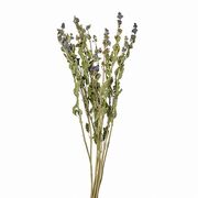 【2026AW新作】風の花 ドライフラワー   段菊 ブルー 45ｇ入 DN000203-005