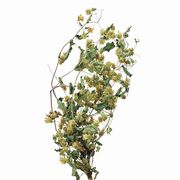 【2026AW新作】風の花 ドライフラワー   ホップ  25ｇ入 DN200006-zzz