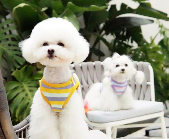 春と夏小型犬服　超可愛いペット服　犬服　猫服　犬用　ペット用品　ネコ雑貨　ペット雑貨