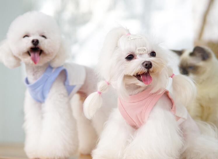 春と夏小型犬服　超可愛いペット服　犬服　猫服　犬用　ペット用品　ネコ雑貨　ペット雑貨